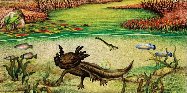 ¿El antepasado del ajolote? Descubren una especie fósil en Hidalgo