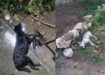 Alertan por presunto envenenamiento de mascotas en Mérida