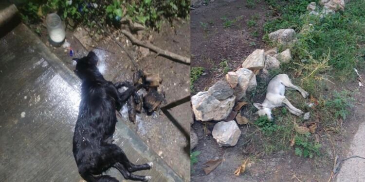 Alertan por presunto envenenamiento de mascotas en Mérida
