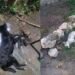 Alertan por presunto envenenamiento de mascotas en Mérida