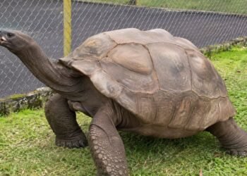 ¡Casi dos siglos de vida! Descubren el secreto biológico de la tortuga más longeva del planeta