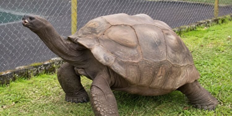 ¡Casi dos siglos de vida! Descubren el secreto biológico de la tortuga más longeva del planeta