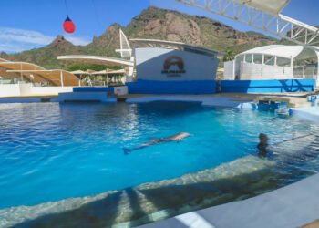 ¿Pudo evitarse la muerte del delfín Moana? Profepa investiga posibles irregularidades