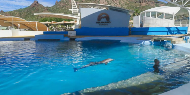 ¿Pudo evitarse la muerte del delfín Moana? Profepa investiga posibles irregularidades