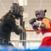 ¡Puños mexicanos al ring! Nueve boxeadores enfrentarán a la élite juvenil en Montenegro
