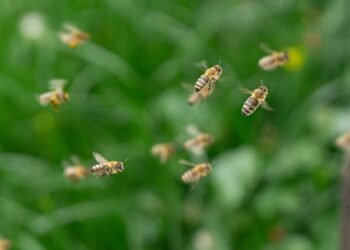 ¿Sabes qué hacer ante un enjambre? Se disparan las picaduras de abeja