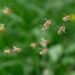 ¿Sabes qué hacer ante un enjambre? Se disparan las picaduras de abeja