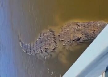 ¡De película! Cocodrilo gigante aparece durante recorrido por manglares