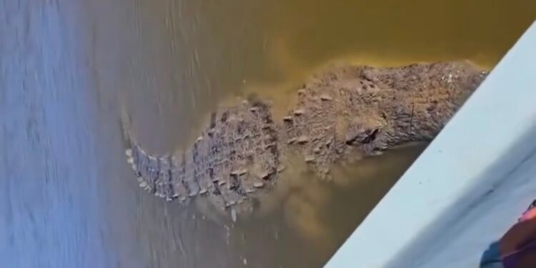 ¡De película! Cocodrilo gigante aparece durante recorrido por manglares