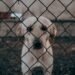 ¿Has sido testigo de maltrato animal? Esto reclaman los rescatistas a las autoridades
