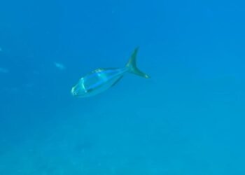 ¿Conoces al pez chopa? Esta especie poco común apareció en las Islas Marías