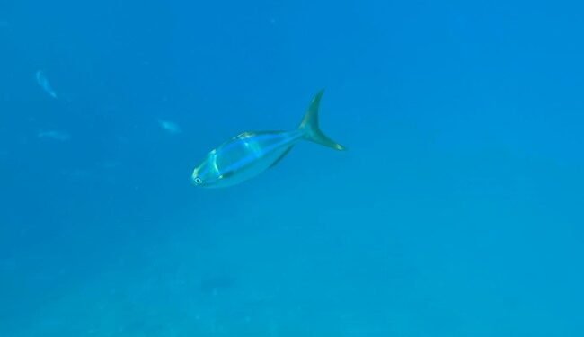 ¿Conoces al pez chopa? Esta especie poco común apareció en las Islas Marías